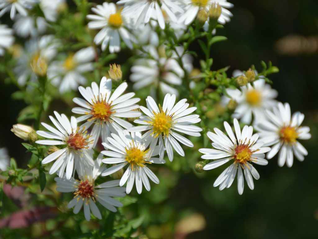 Symphyotrichum lanceolatum / Astro di Tradescant